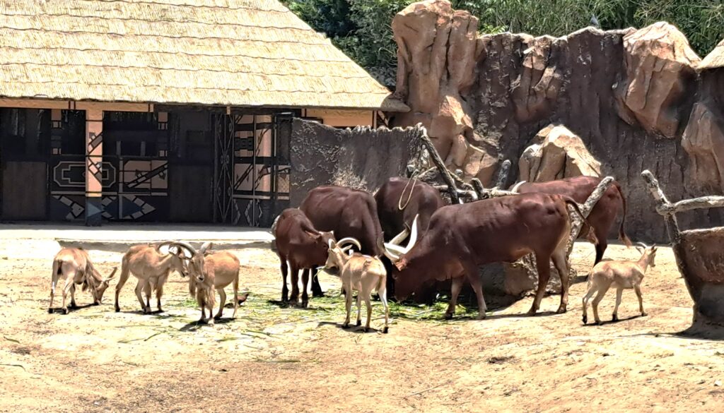 La Aurora - der Zoo von Guatemala - Stadt 15 Antilopen
