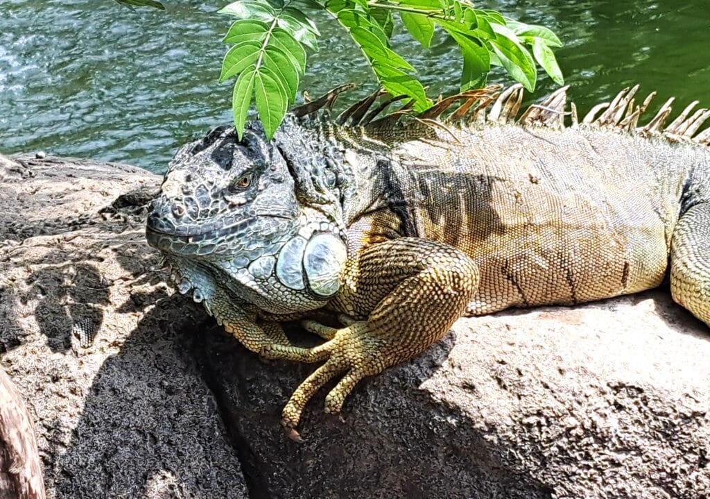 La Aurora - der Zoo von Guatemala - Stadt 8 Charakterkopf Iguana