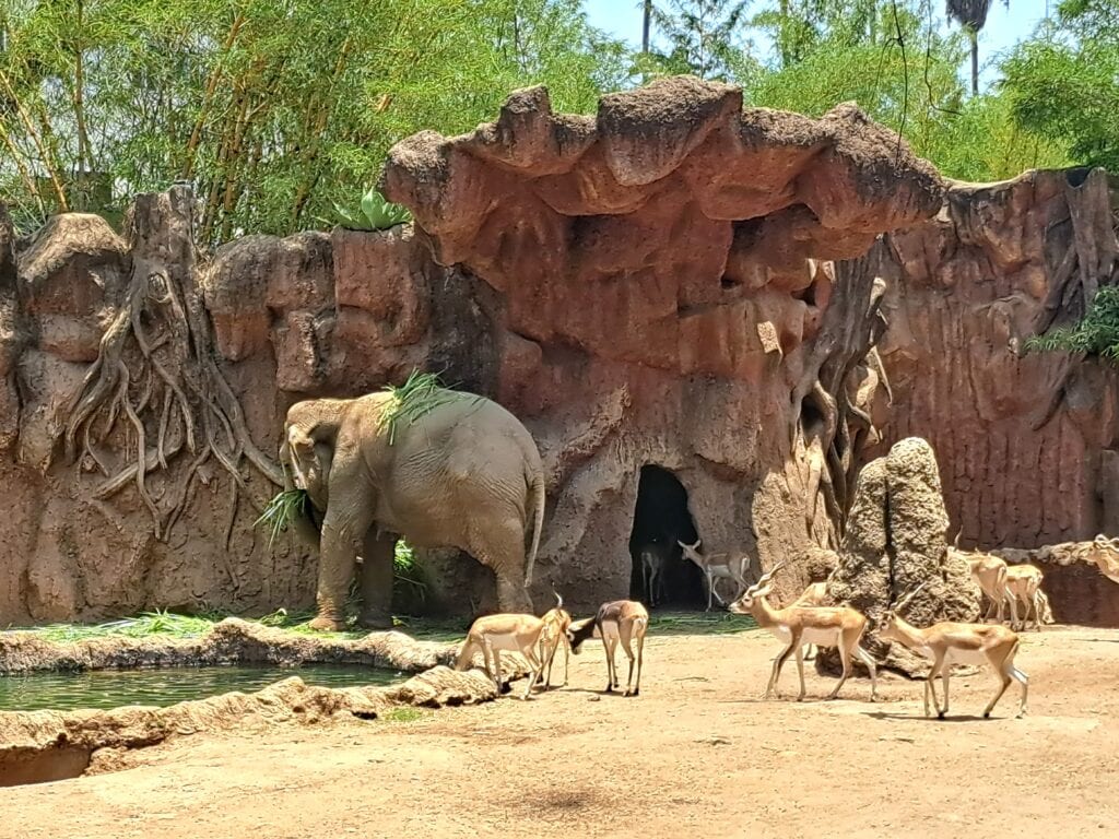 La Aurora - der Zoo von Guatemala - Stadt 16 Elefant