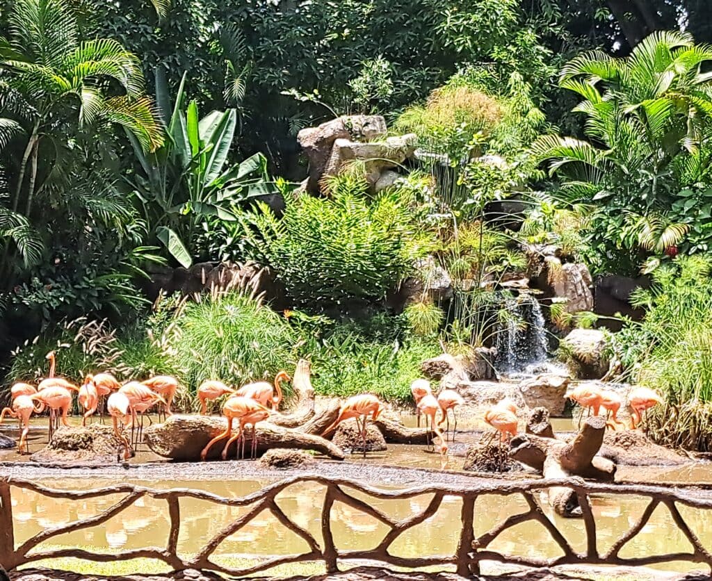 La Aurora - der Zoo von Guatemala - Stadt 4 Flamingos