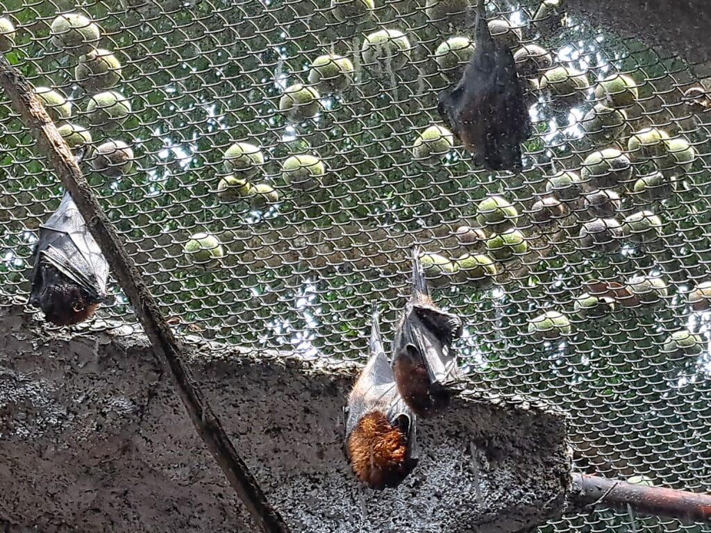 La Aurora - der Zoo von Guatemala - Stadt 9 Fledermaeuse