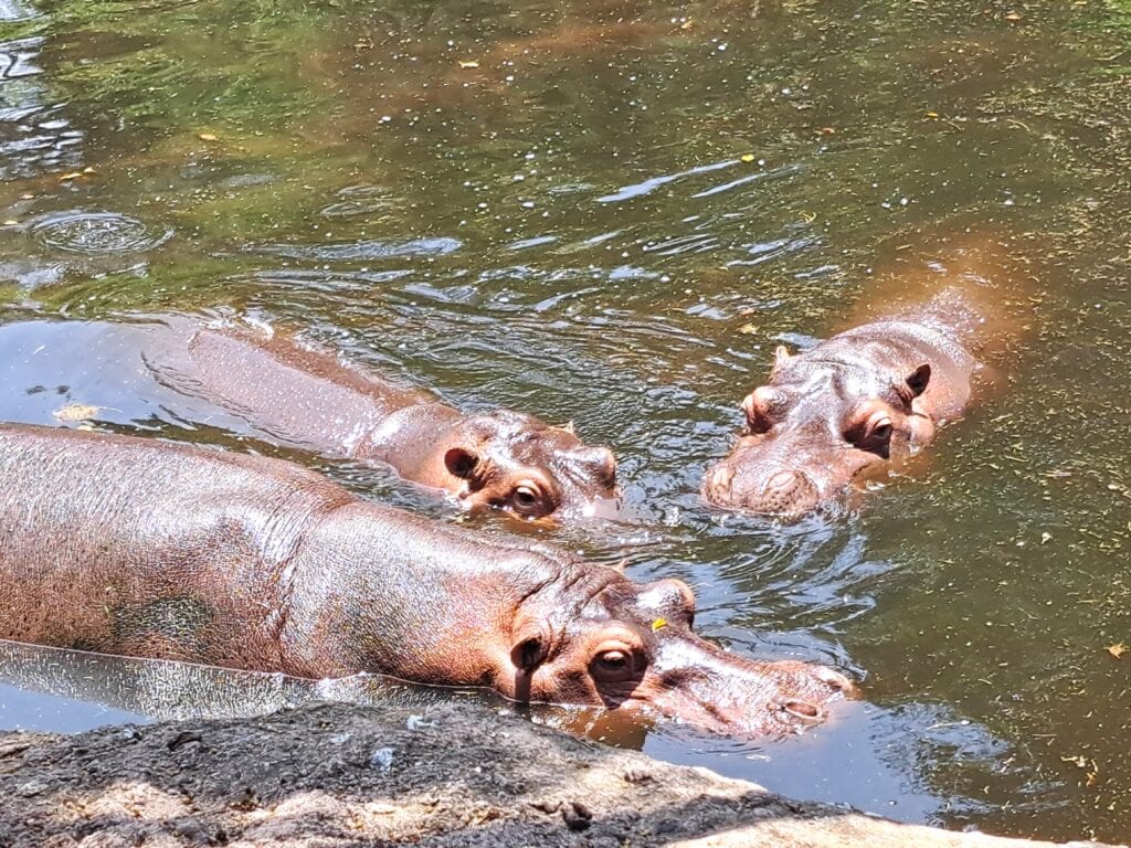 La Aurora - der Zoo von Guatemala - Stadt 18 Flusspferde