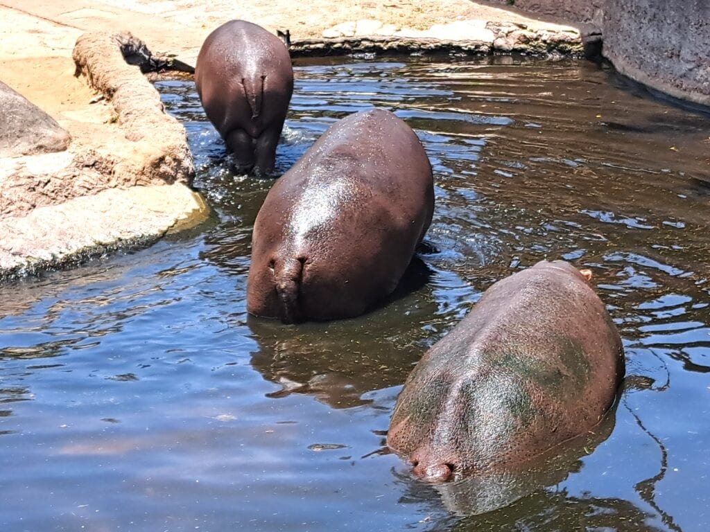 La Aurora - der Zoo von Guatemala - Stadt 19 Flusspferde 2