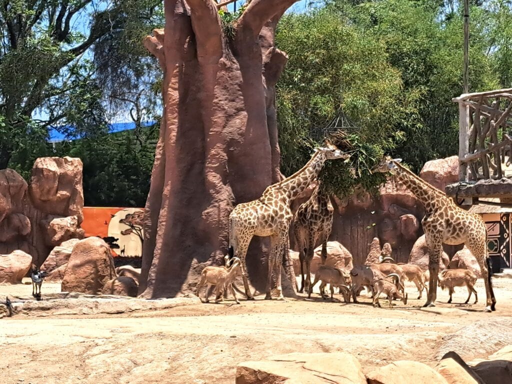 La Aurora - der Zoo von Guatemala - Stadt 23 Giraffen