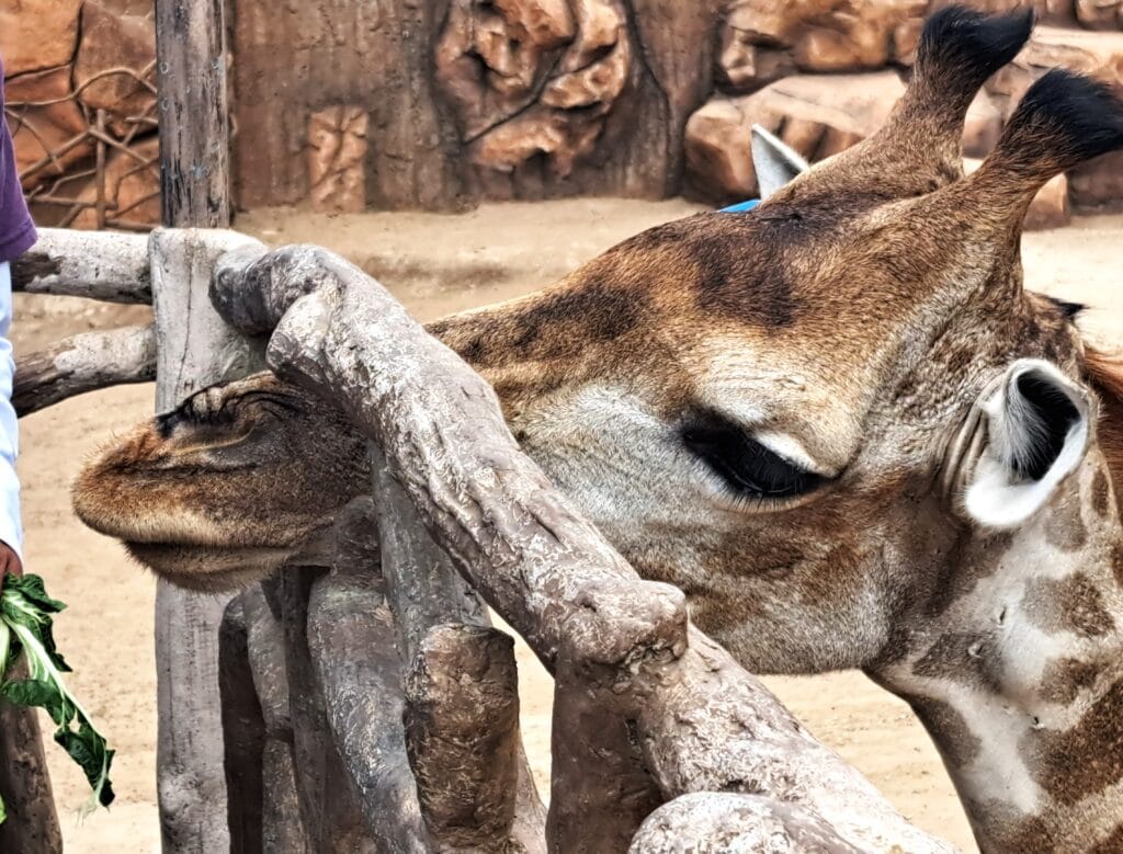 La Aurora - der Zoo von Guatemala - Stadt 24 Giraffenkopf