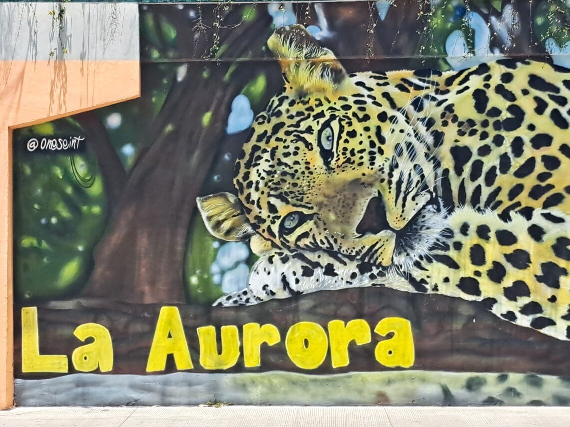 La Aurora - der Zoo von Guatemala - Stadt 1 Leopard La Aurora