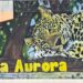 La Aurora - der Zoo von Guatemala - Stadt 15 Leopard La Aurora