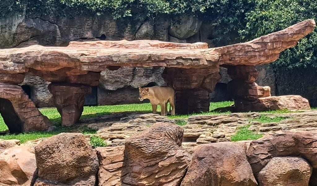 La Aurora - der Zoo von Guatemala - Stadt 21 Loewin