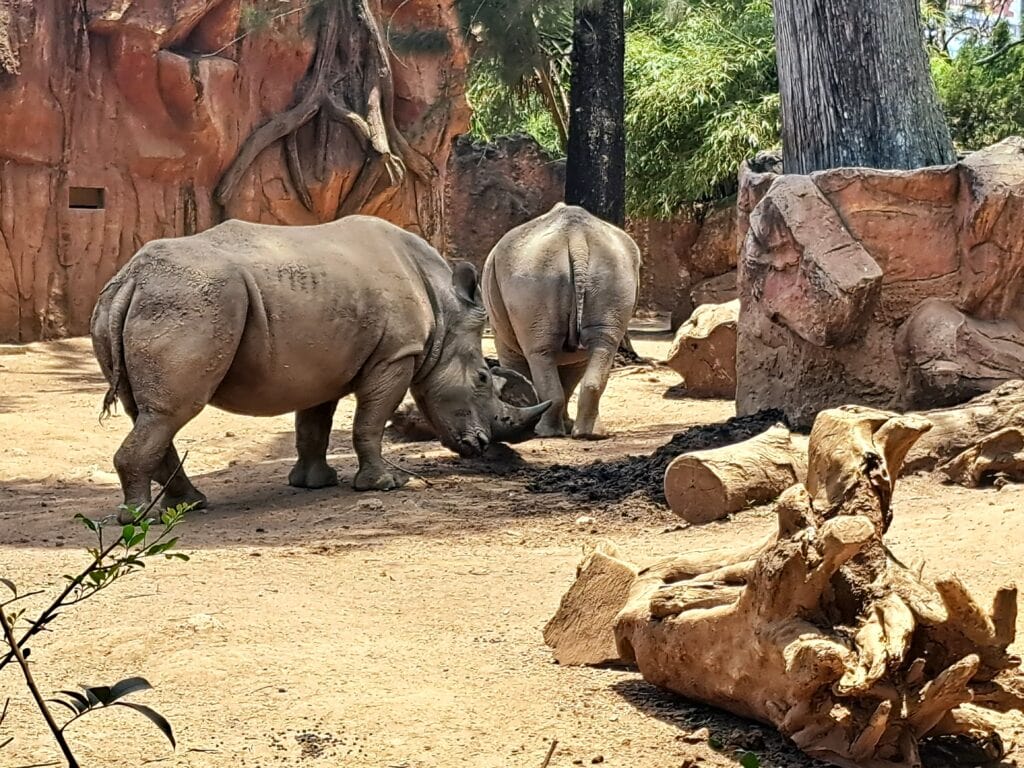 La Aurora - der Zoo von Guatemala - Stadt 20 Nashoerner