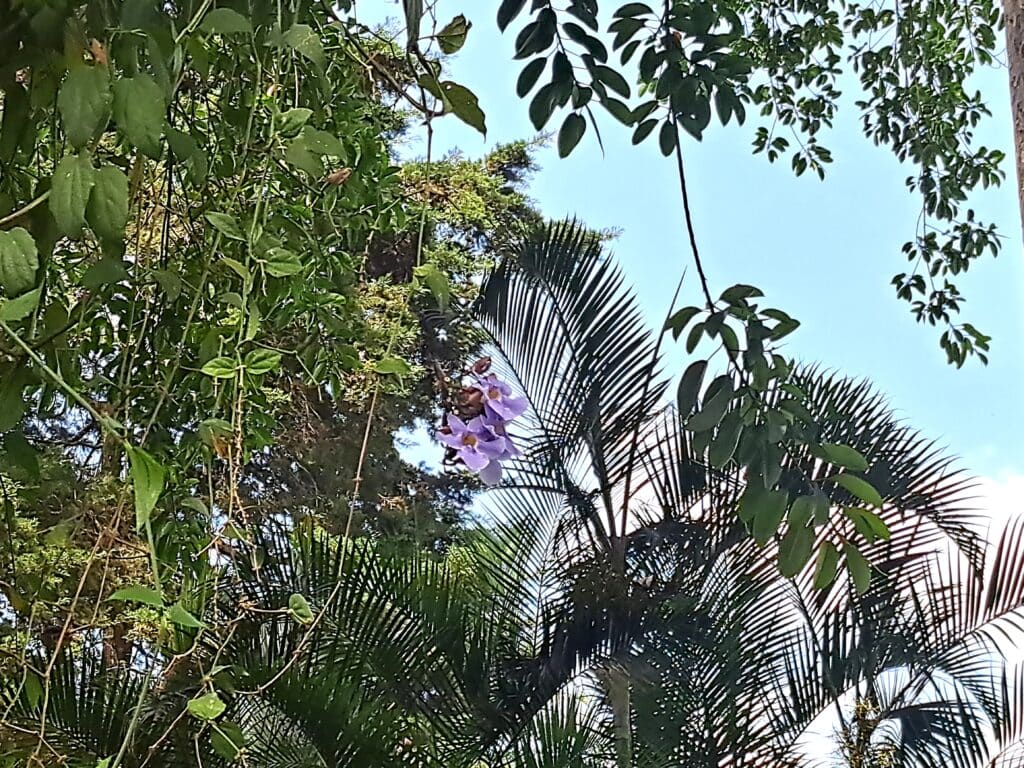 La Aurora - der Zoo von Guatemala - Stadt 6 Orchideen