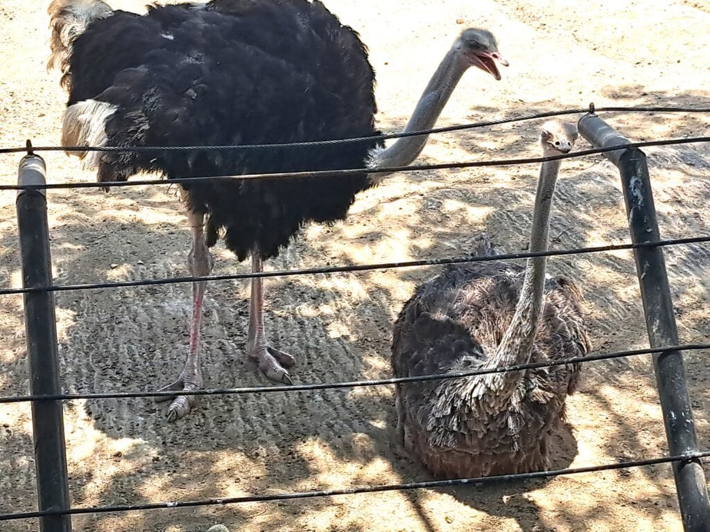 La Aurora - der Zoo von Guatemala - Stadt 17 Strausse