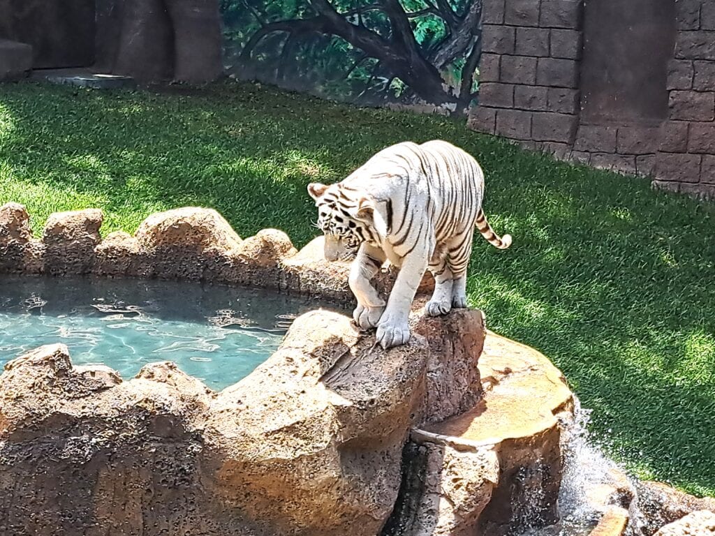 La Aurora - der Zoo von Guatemala - Stadt 11 Weisser Tiger