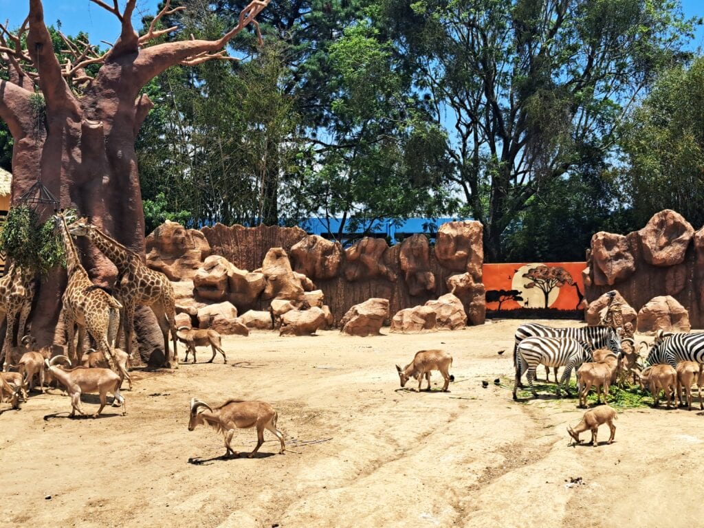 La Aurora - der Zoo von Guatemala - Stadt 22 Zebras