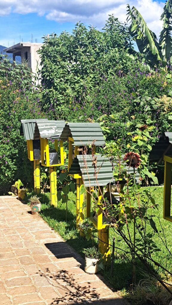 San Juan 3 Maya Bienen