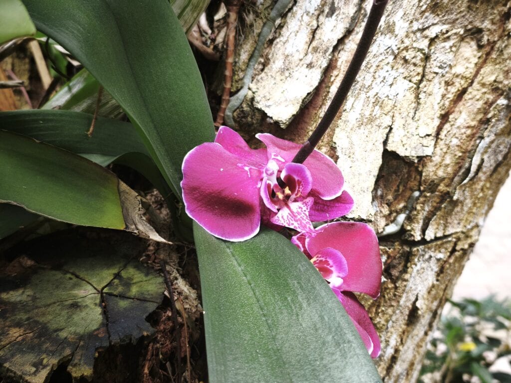 01 Orchidee Schmetterlingsorchidee