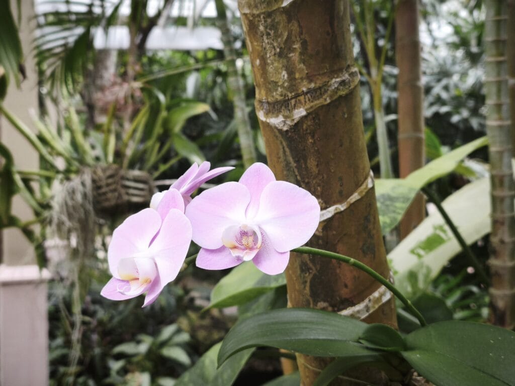 02 Orchidee Schmetterlingsorchidee