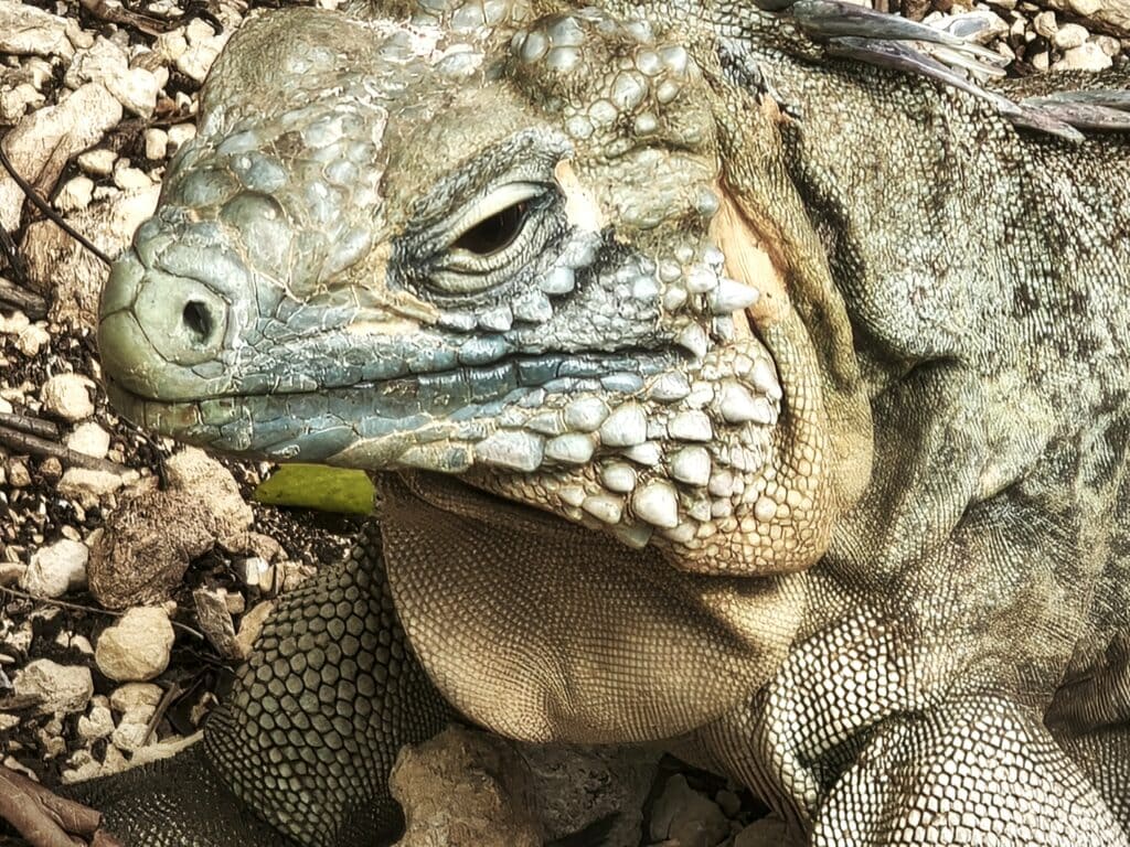 03 Blauer Iguana