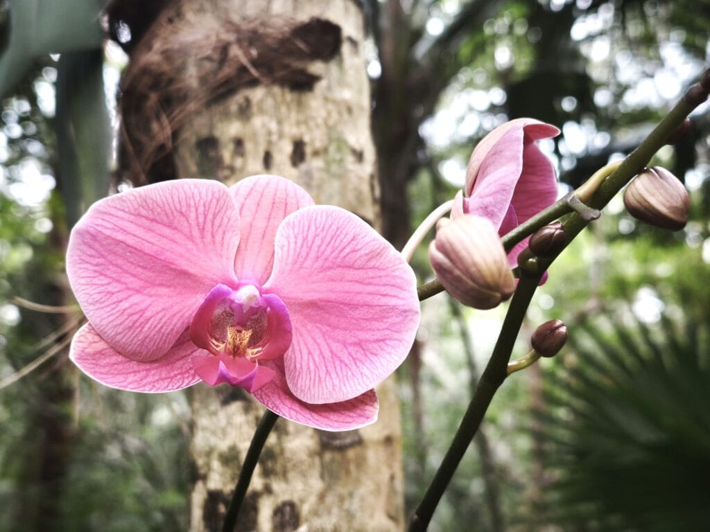 03 Orchidee Schmetterlingsorchidee