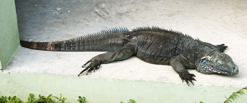 04 Blauer Iguana