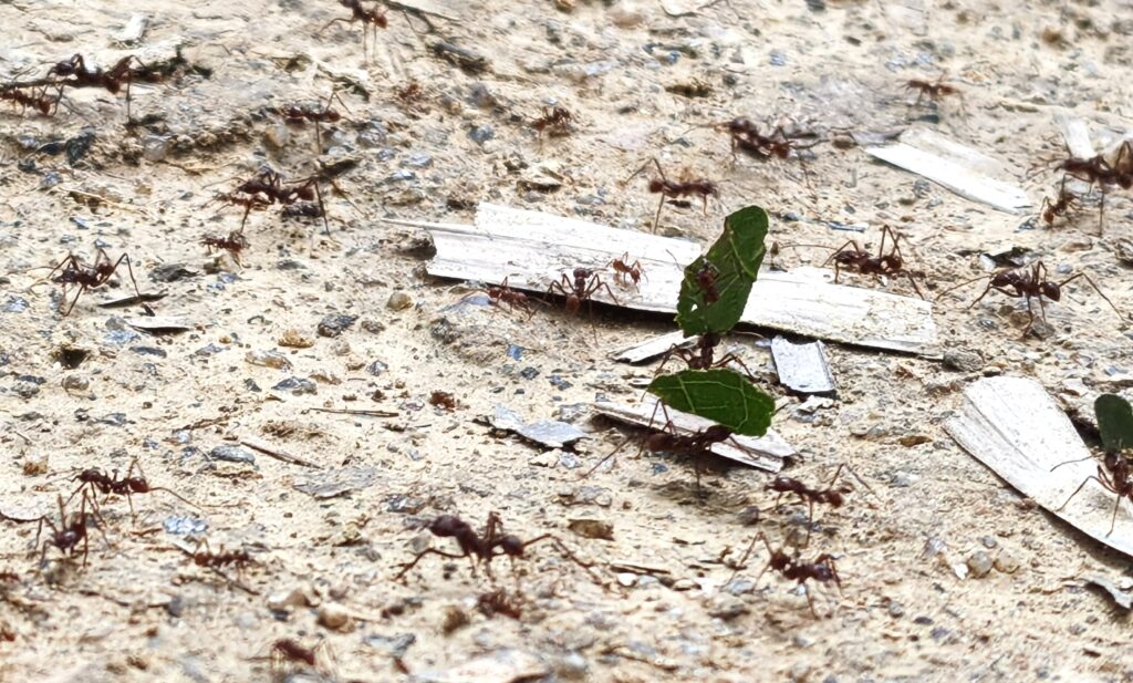 Blattschneideameisen 1