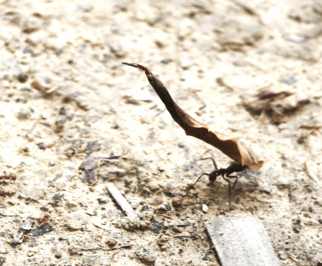 Blattschneideameisen 2