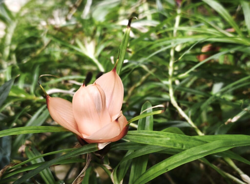 Bluehernder Pandamus