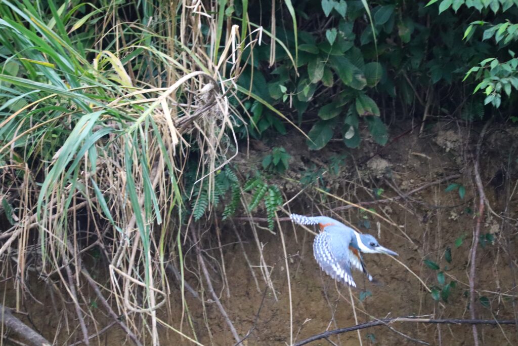 Fliegender Rotbrustfischer