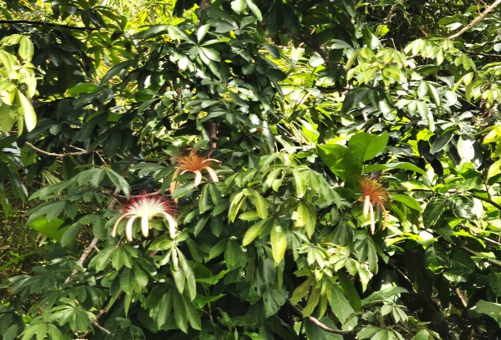 Glueckskastanie oder Wilder Kakaobaum