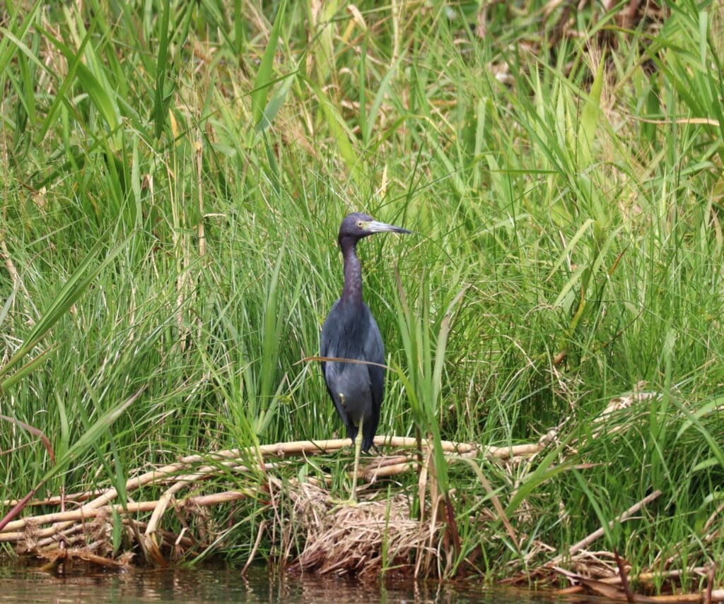 Kleiner Blaureiher 2