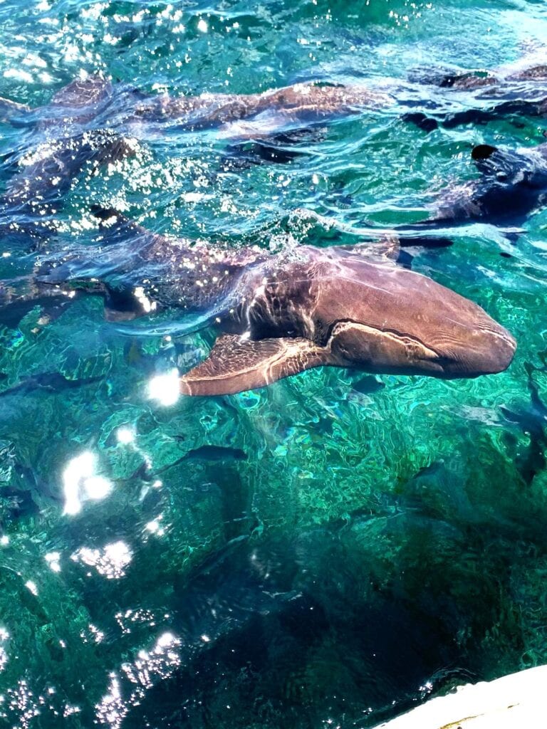 Nurse Sharks am Boot