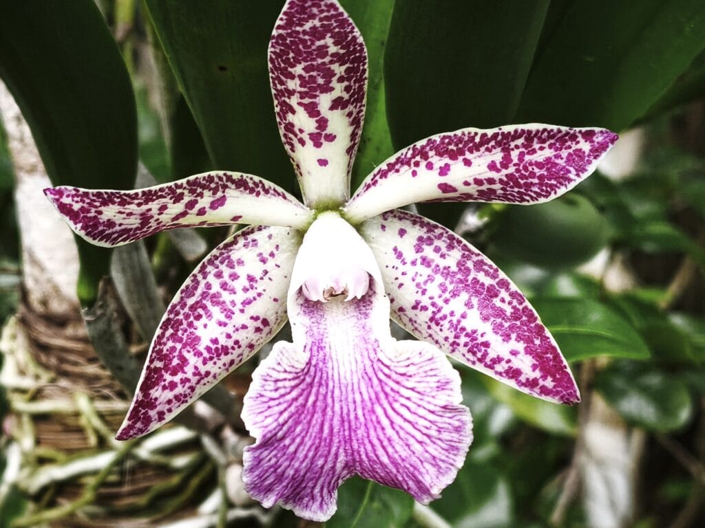 Orchidee Spotted Charm