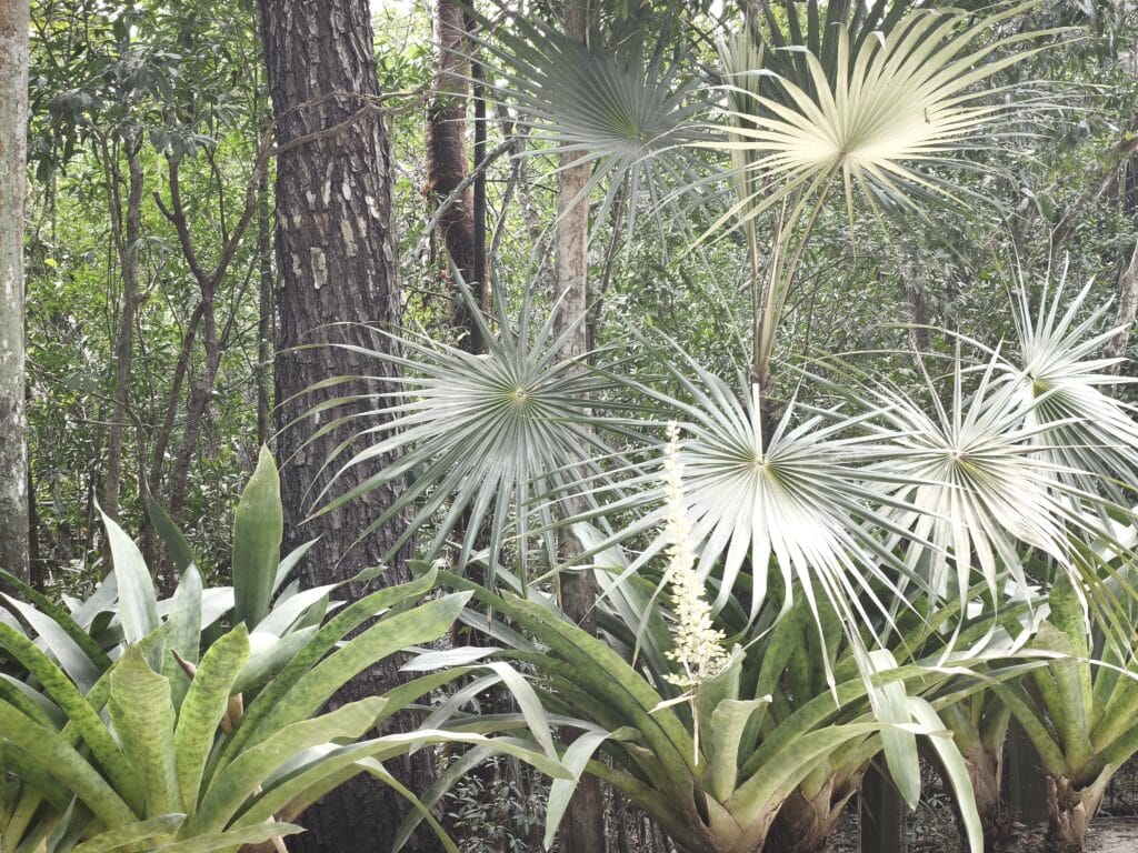 Palmen und Bromelien