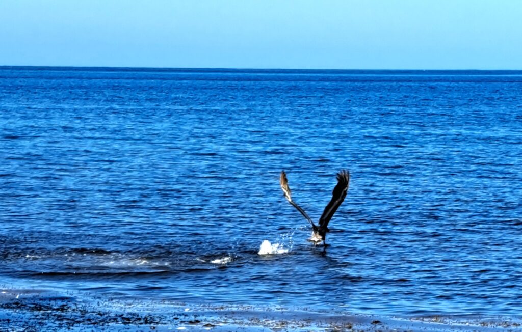 Pelikan beim Fischen