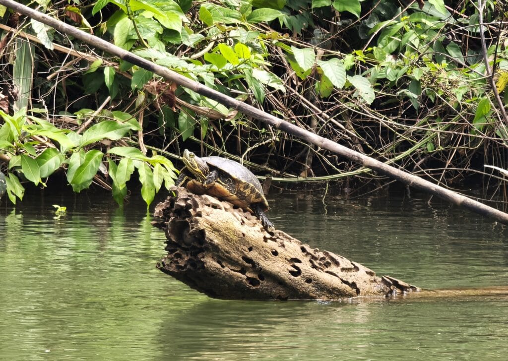 Rotwangen Schmuckschildkroete