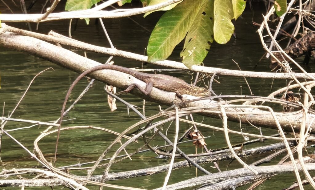 Saumfingerechse aus der Gattung der Anolis