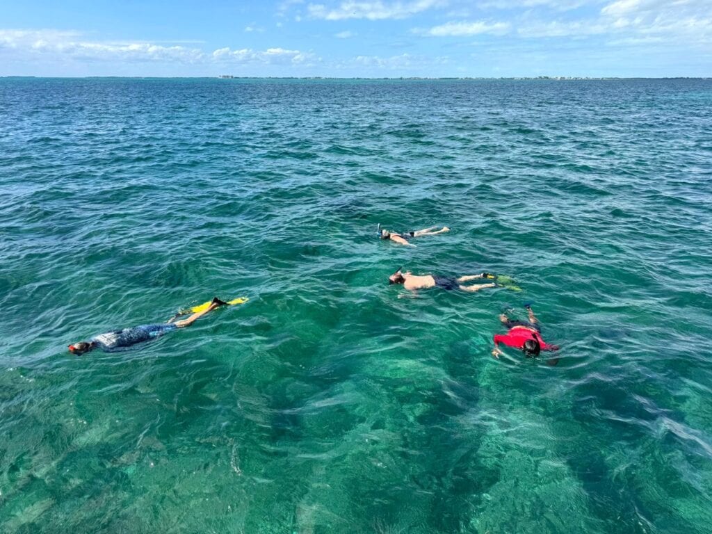 Schnorcheln in der Shark Alley