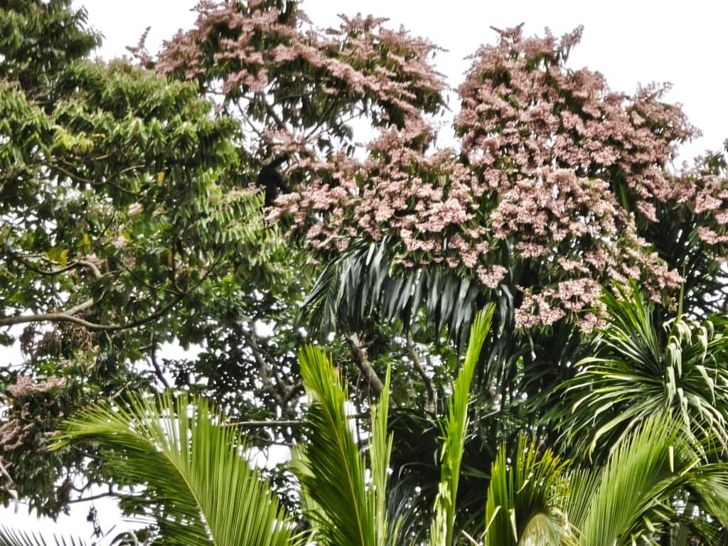 Urwald am Monkey River