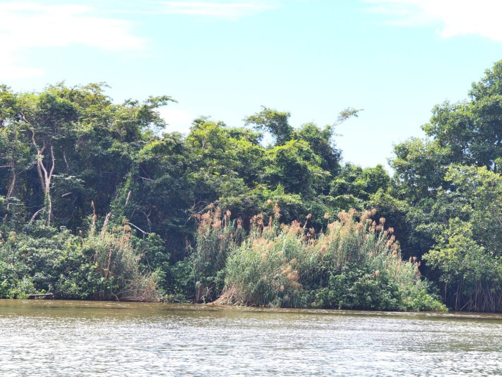 Vegetation Monkey River
