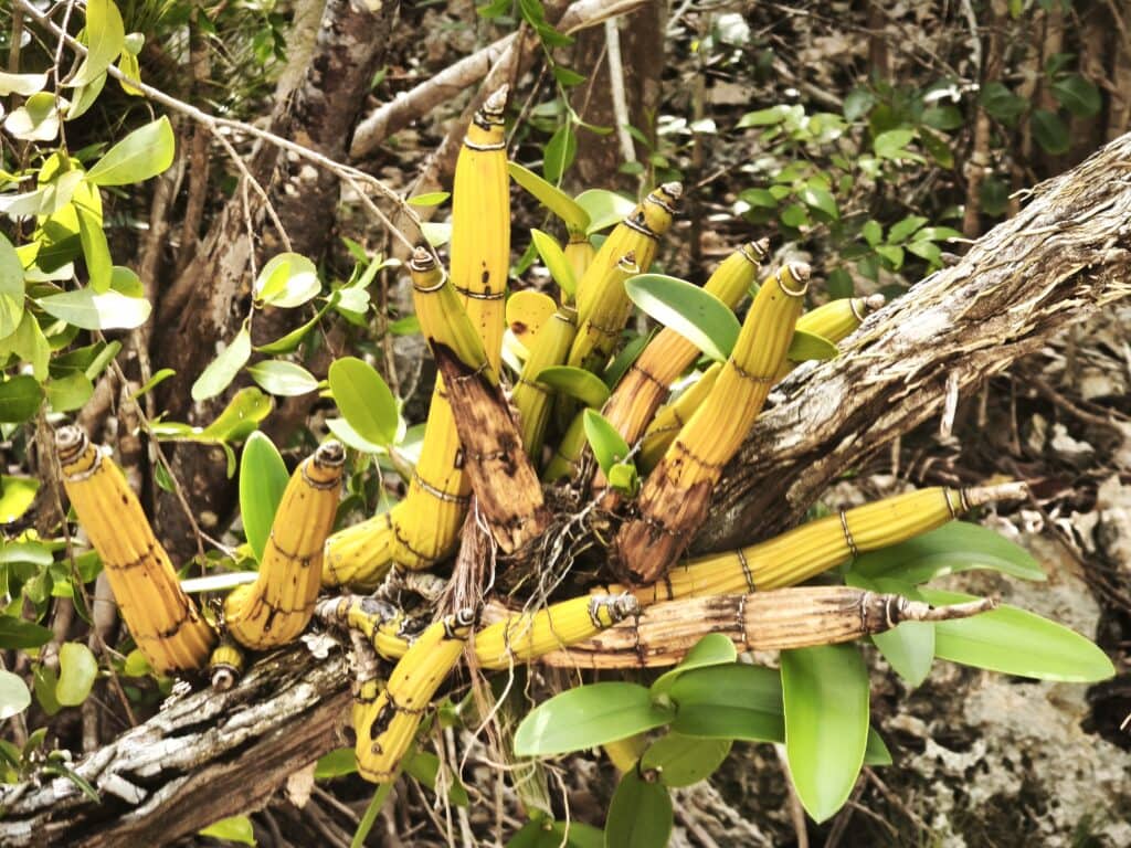 Wild Banana Orchid