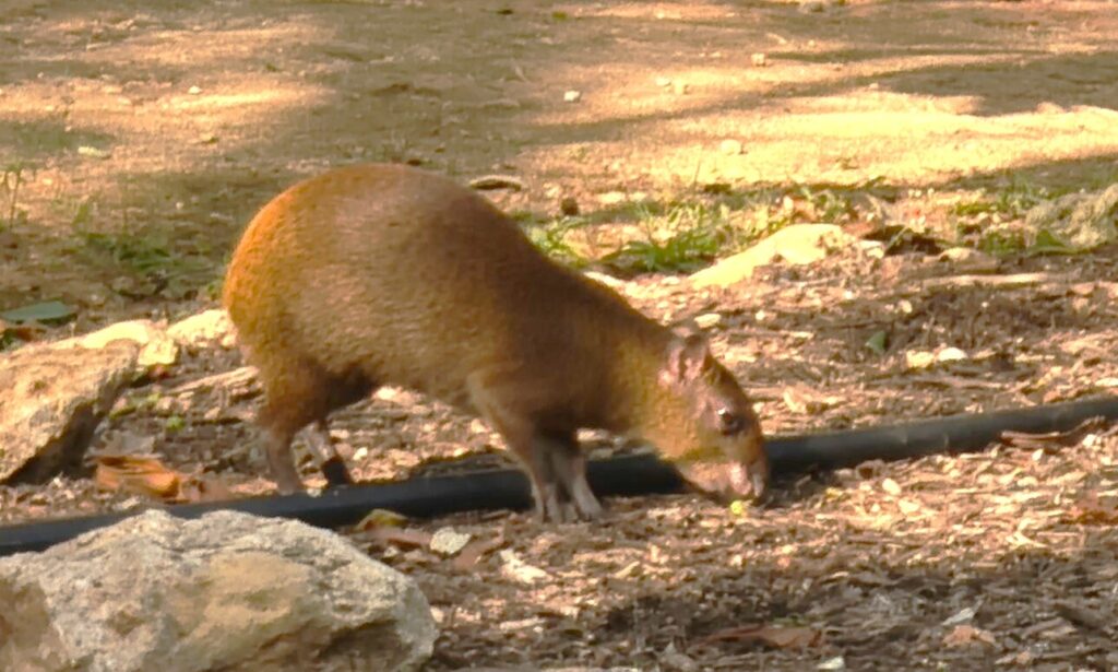 Agouti 2