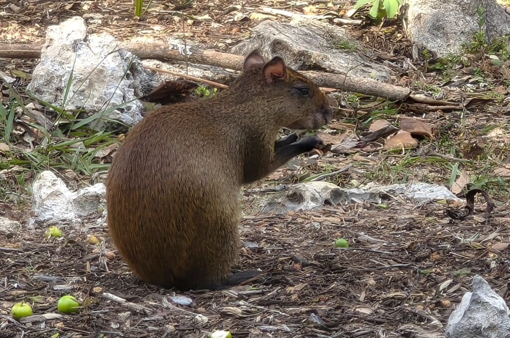 Agouti 3