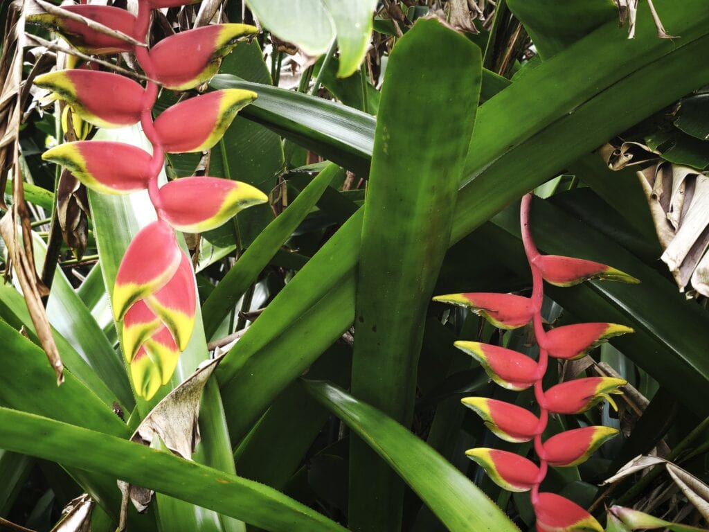 Haengende Hummerschere