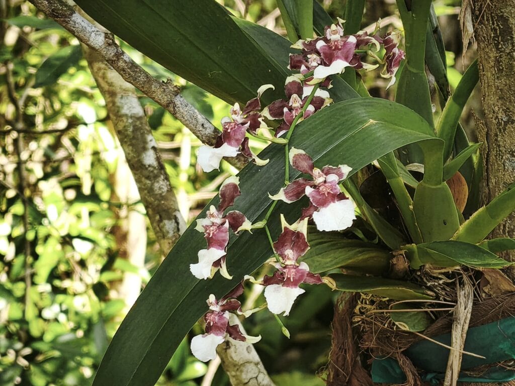 Oncidium Sharry Baby Orchidee