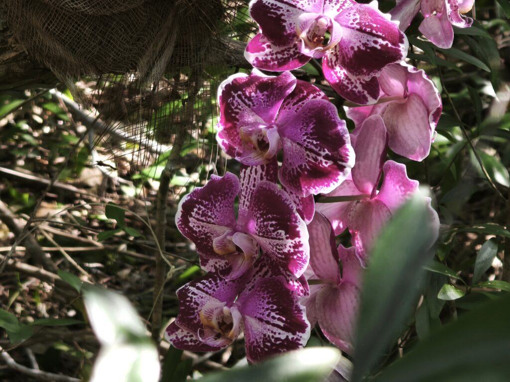 Schmetterlingsorchidee