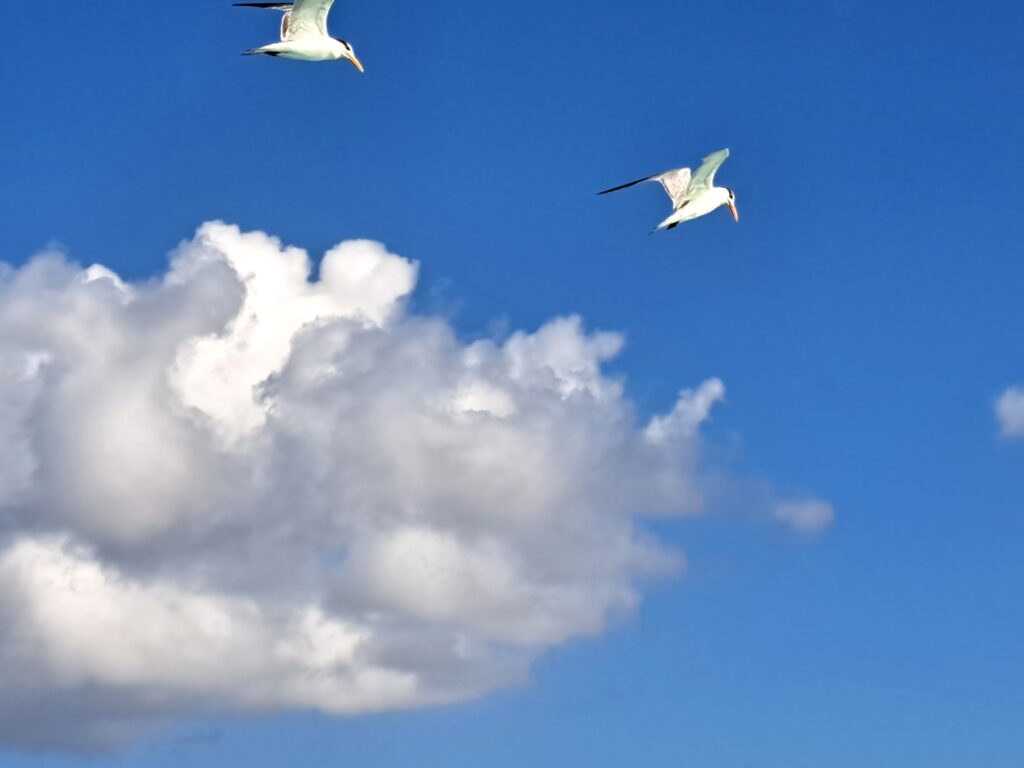 Stingray City 03 Seemoewen