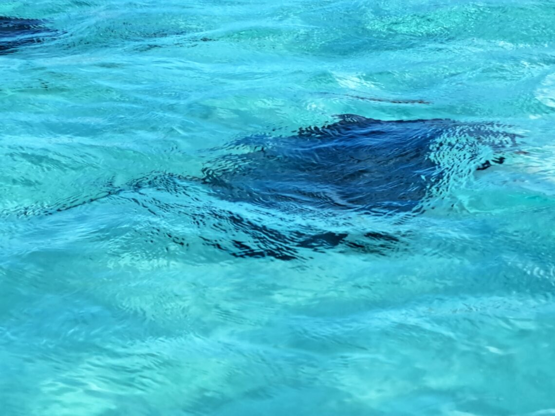 Stingray City 04 Titelbild