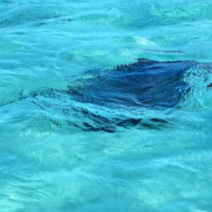 Grand Cayman - Besuch von Stingray City