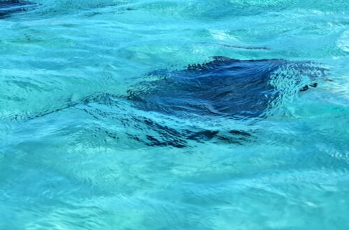 Stingray City 04 Titelbild