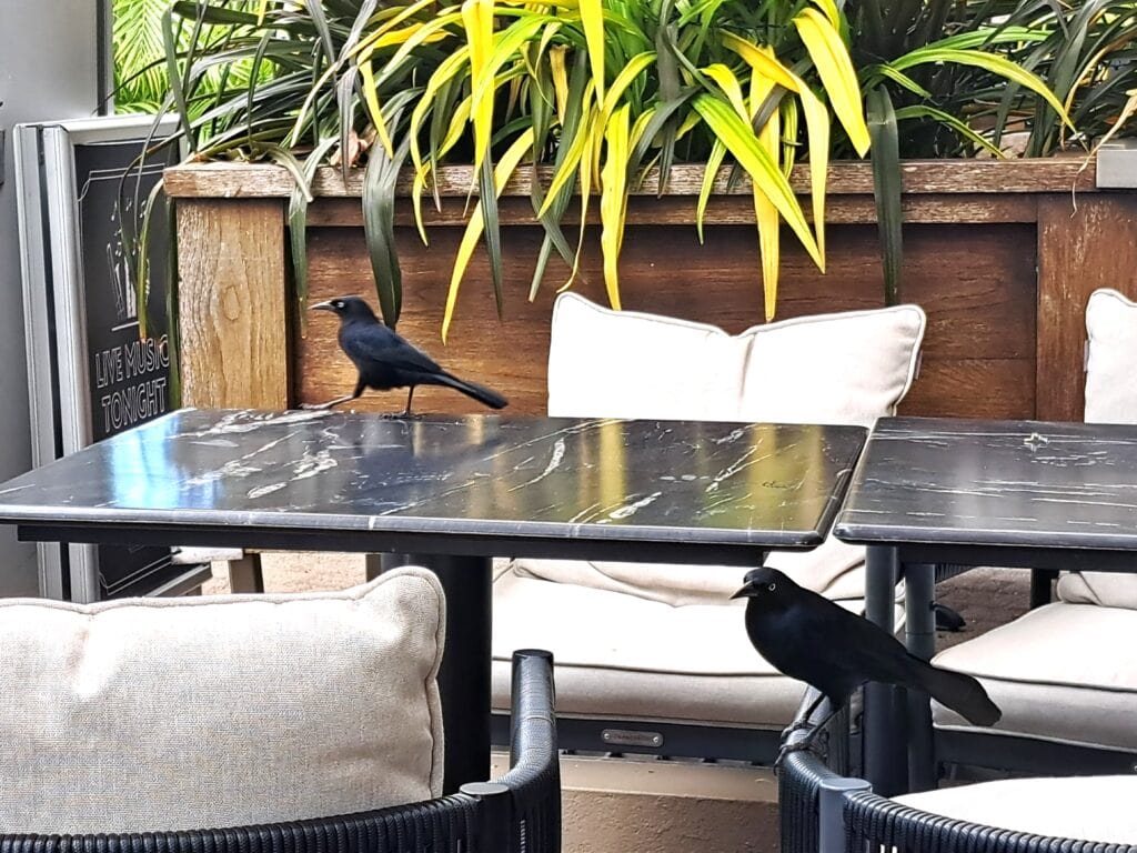 Voegel im Restaurant