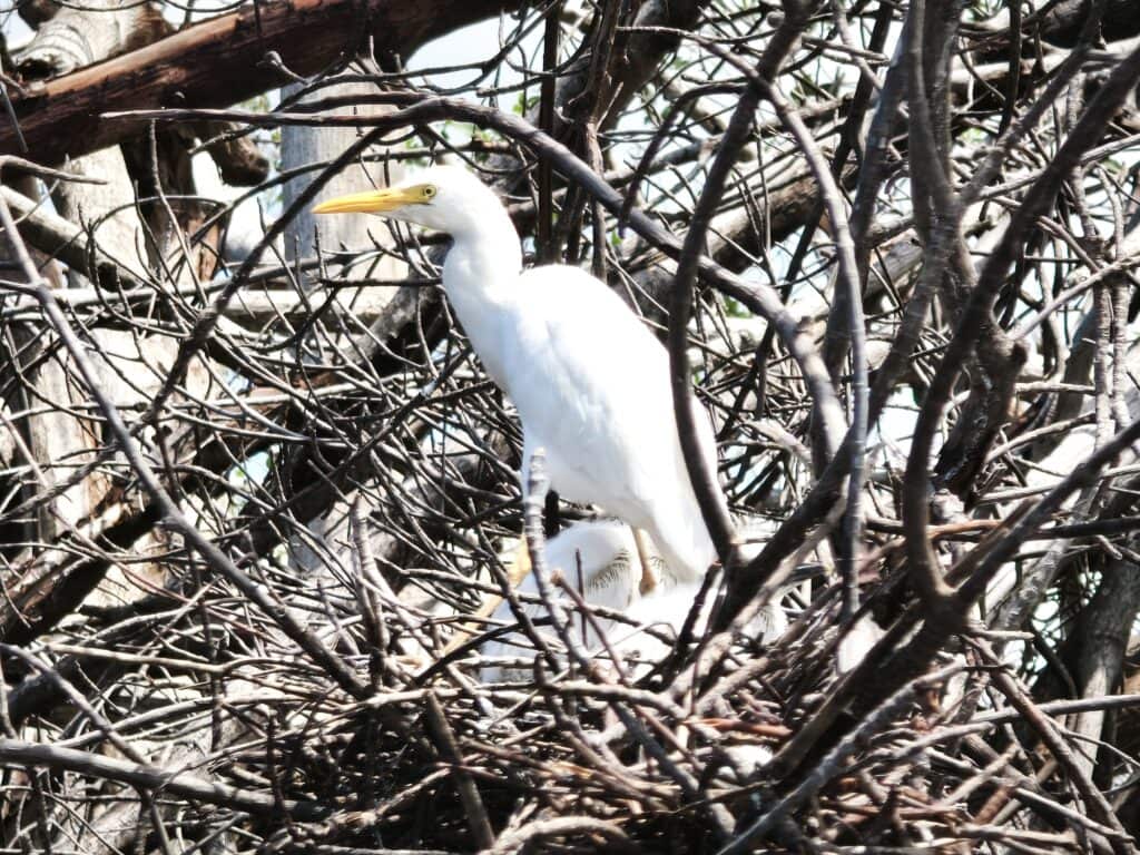 Black River 10 Kuhreiher mit Jungen